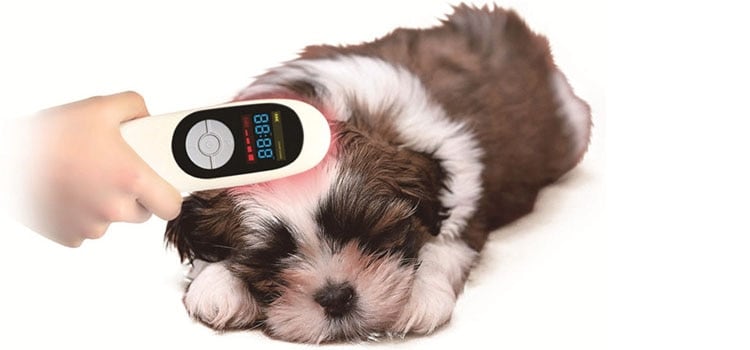 New Veterinary Dog and Horse Cat Animals Pain Relief LLLT Therapy Device for 808nm Infrared Laser Safety Cold Laser